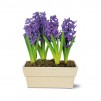 Hyacinth Planter